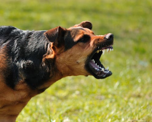 What to do in a dog attack – and why they hate posties so much