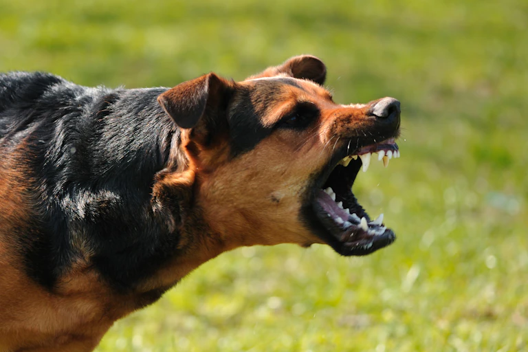 dog bares teeth