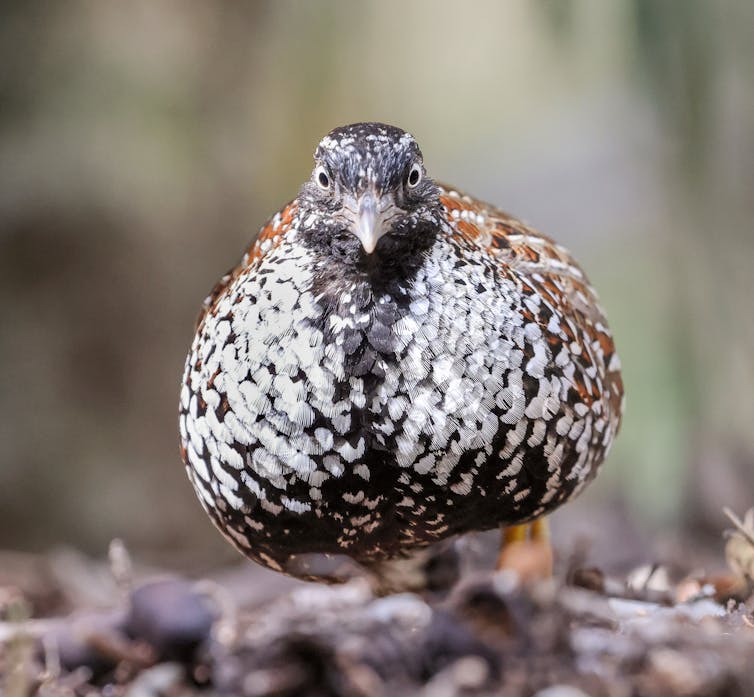 black-breasted buttonquail
