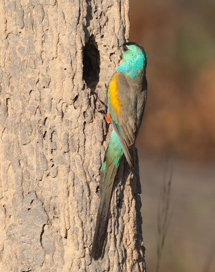 golden shouldered parrot