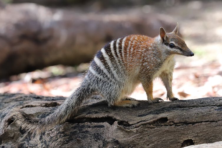 numbat