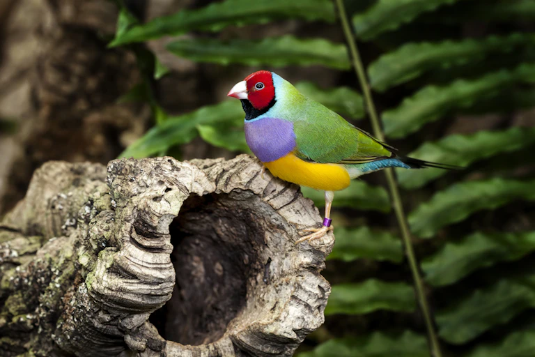 Gouldian finch on a tree stump