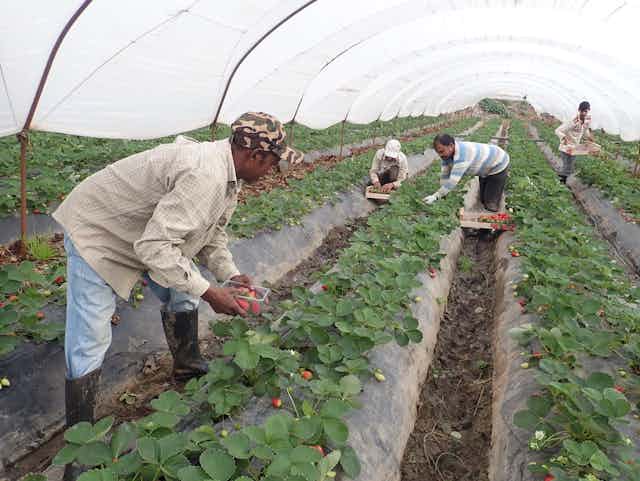 Migrant men pick strawberries