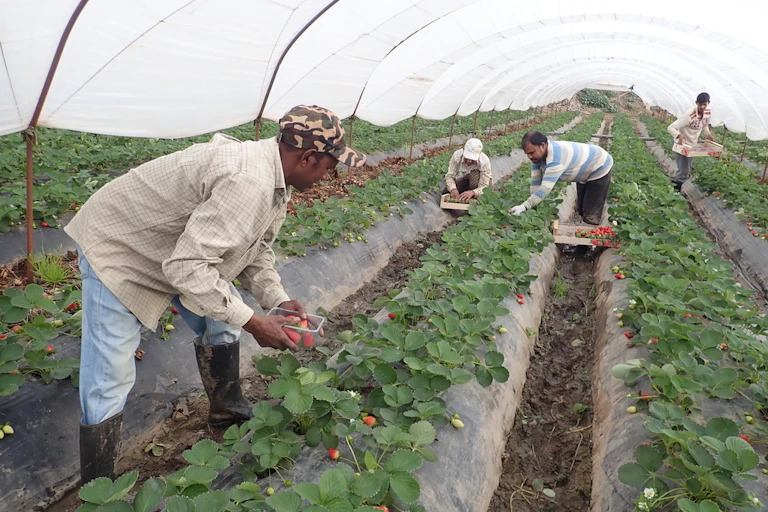 Migrant men pick strawberries