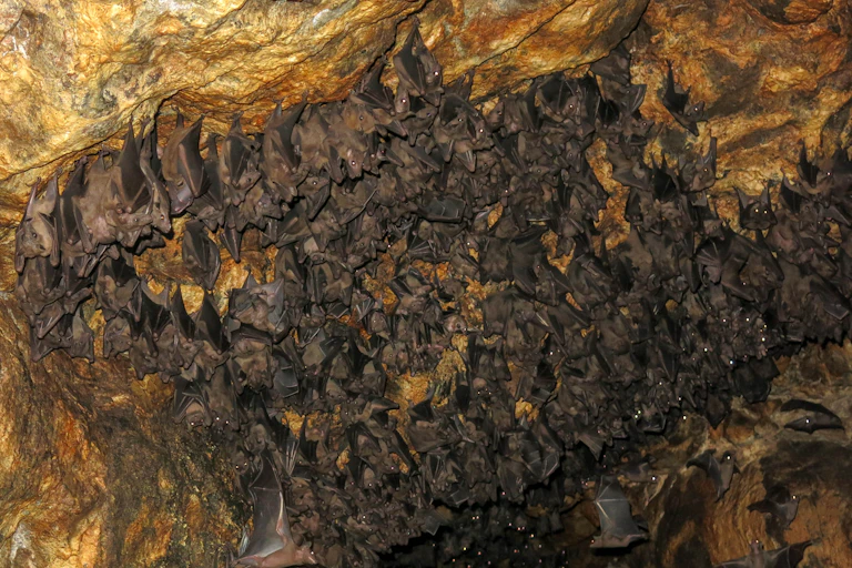 Grotte peuplée de chauve-souris.