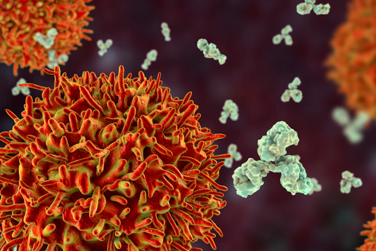 b cells under the microscope