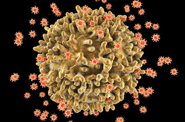 Des petites particules virales attaquent une cellule immunitaire beaucoup plus grande