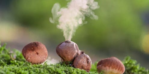 Las esporas también pueden producir alergias respiratorias Las esporas también pueden producir alergias respiratorias