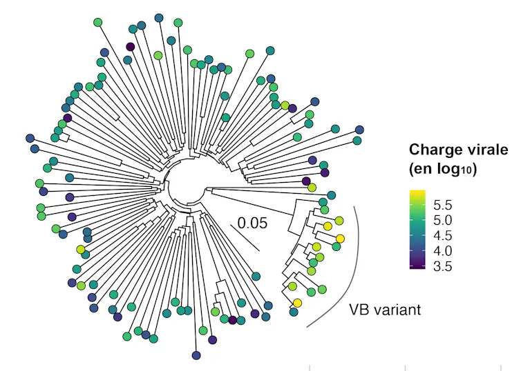 Au milieu des virus du VIH du sous-type B, VB a une évolution à part