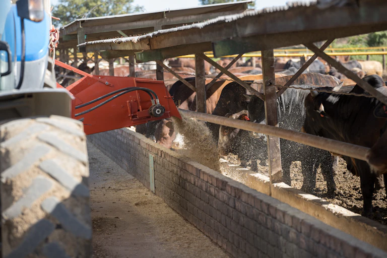 Camión vertiendo pienso en comederos para vacas