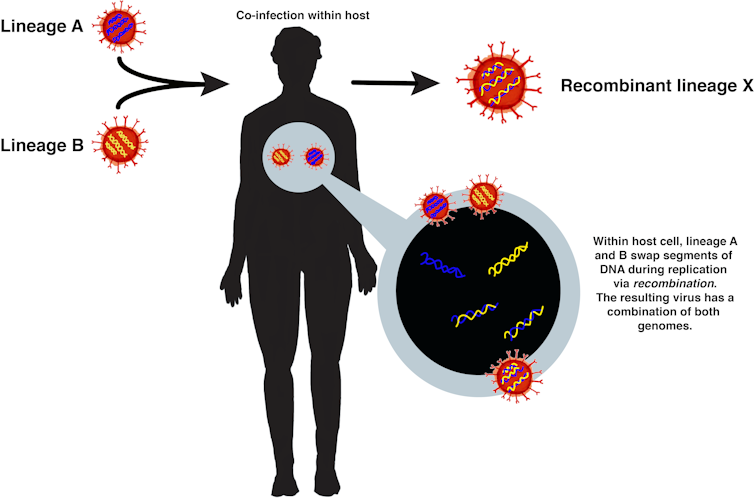 Recombination through conifection