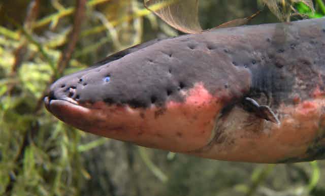 side view of the front of an eel