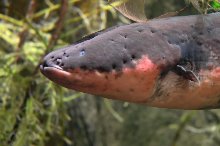 side view of the front of an eel