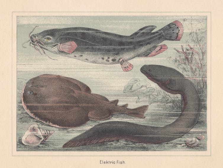 Drawing of three electric fish species