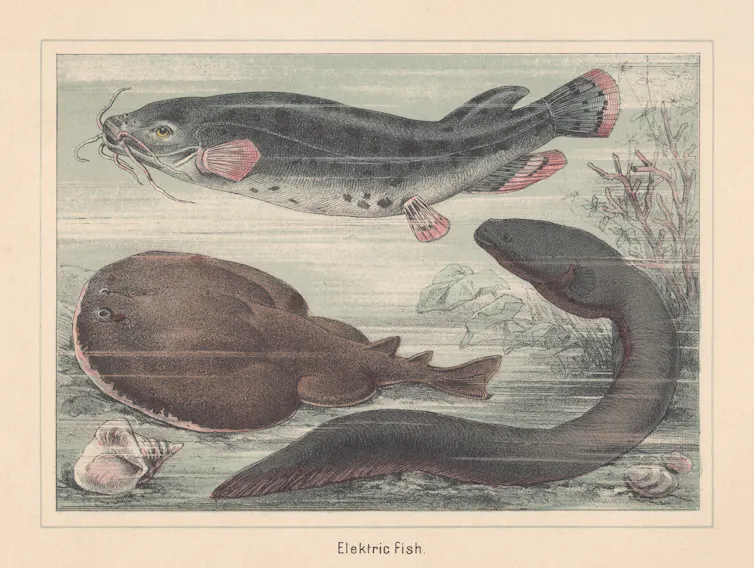 Drawing of three electric fish species