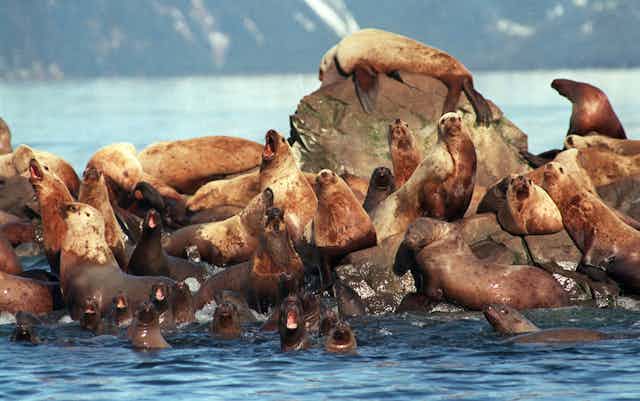 Oil covered sea lion gather on a pile of rocks surrounded by water.