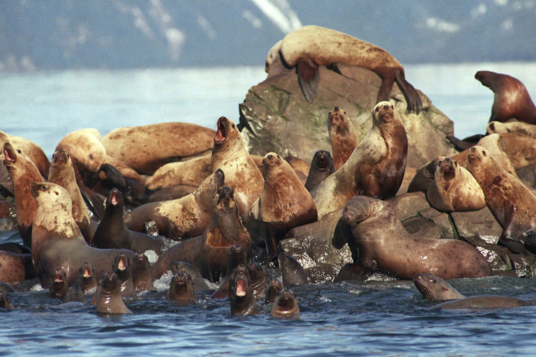 Oil covered sea lion gather on a pile of rocks surrounded by water.