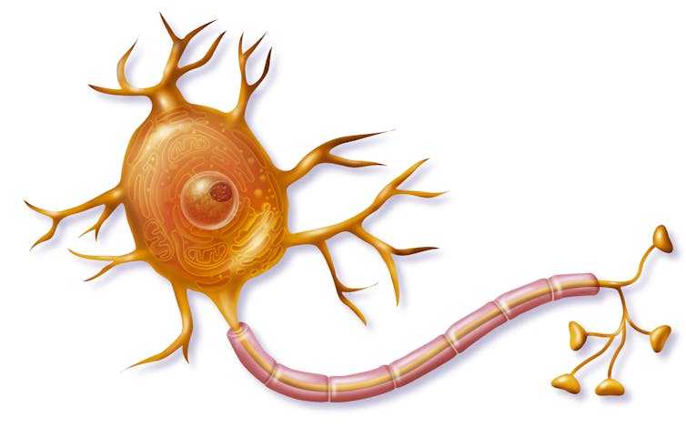 An illustration showing how neurons in the human brain connect to each other via the axons, which are surrounded by the myelin sheath.