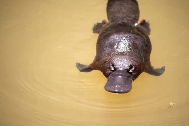 Platypus in Queensland