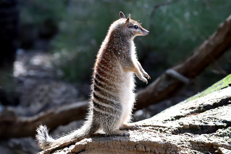 Numbat standing on log