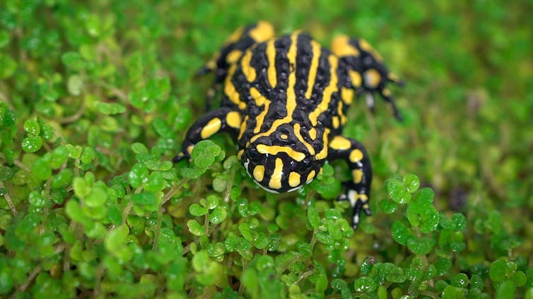 Corroboree frog on moss