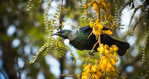 Bringing the tūī back to town – how native birds are returning to NZ’s restored urban forests
