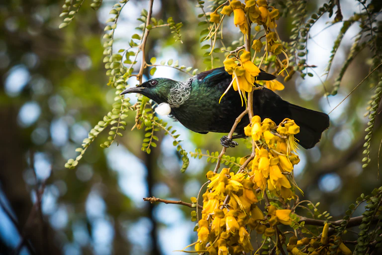Tui in a kowhai tree
