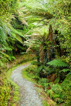 A path through a forested urban park
