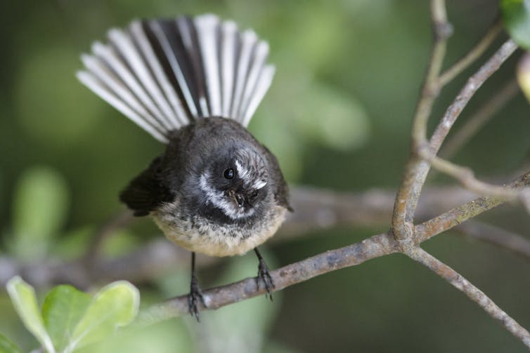 Fantail on a tree branch