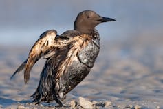 A bird with oil-covered wings