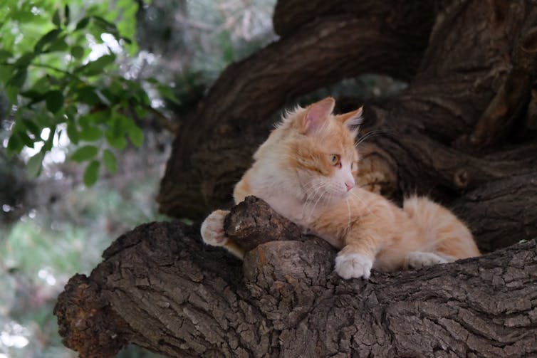 Cat sitting on a tree branch