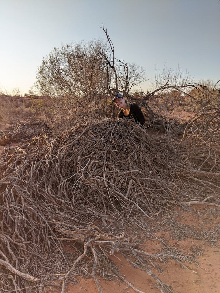 Researcher Isabelle Onley kneels down behind a large greater stick-nest rat nest, made of many long twigs and sticks, in the outback