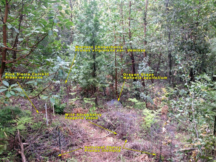 A labelled image of plants in a forest