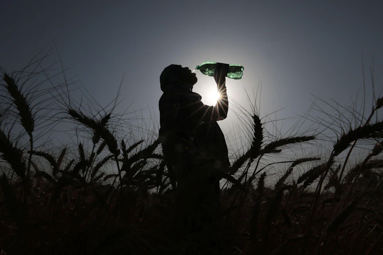 Man drinks water from bottle in wheat field