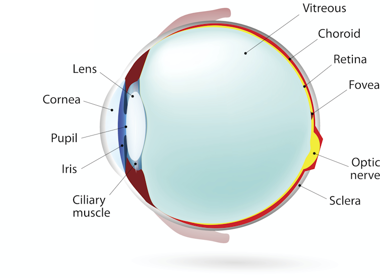 A diagram labelling the human eye.