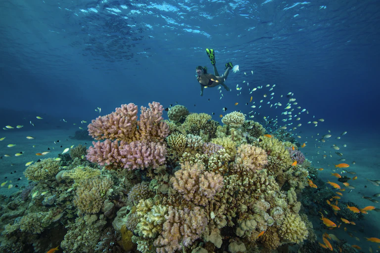 A woman swimming above a colorful coral reef.
