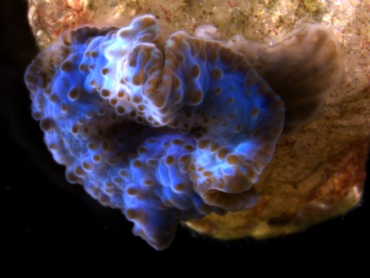 A close-up of a blue coral.
