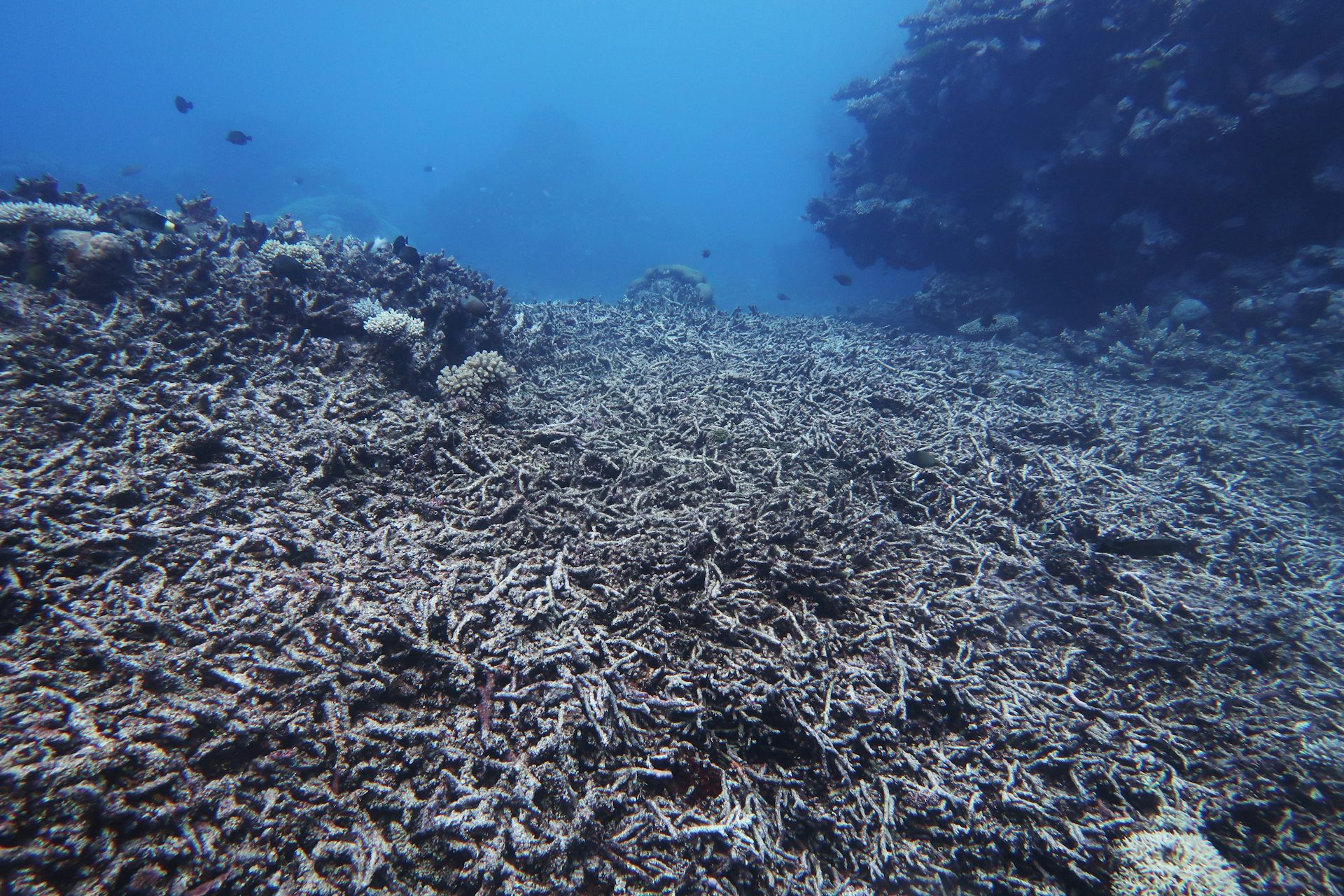 reef toxic sunscreen