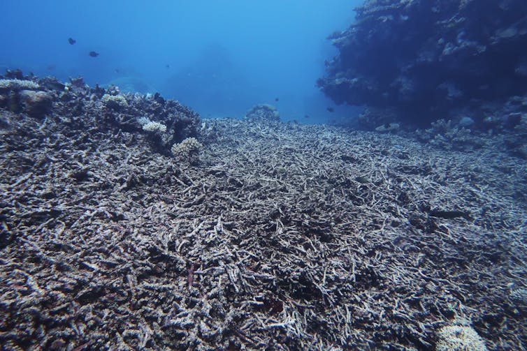 A dead coral reef.