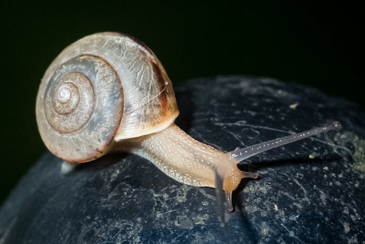 Asian tramp snail