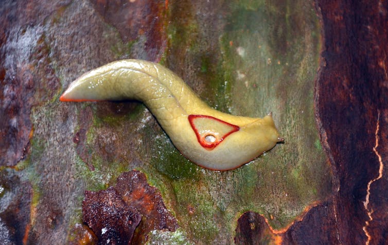 Red triangle slug on gum tree