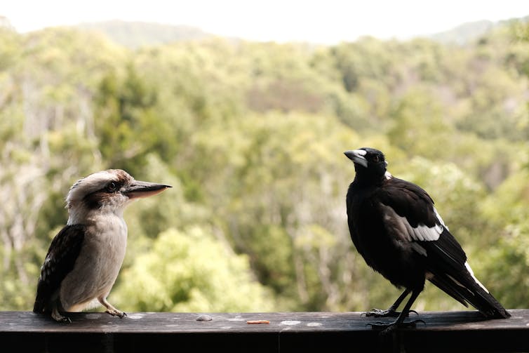 Kookaburra and magpie