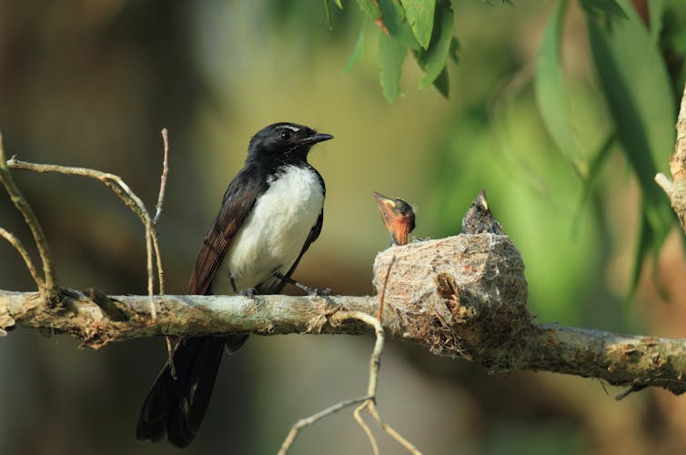 bird on branch beside nest with chicks