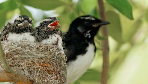 This Mother's Day, let's celebrate the brave, multi-tasking mums of the Australian bird world