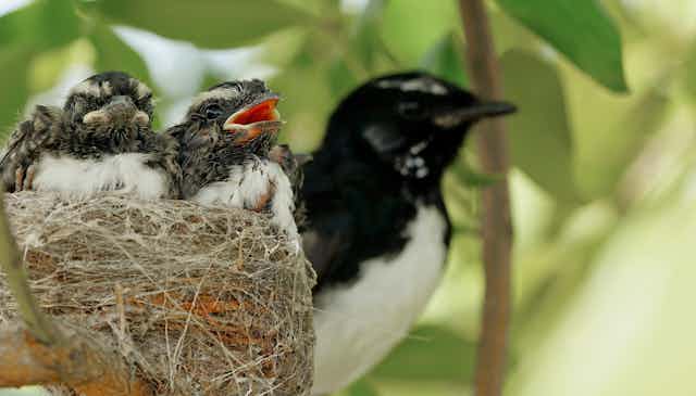 two chicks in nest beside mother