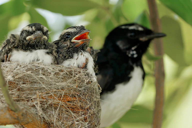 two chicks in nest beside mother