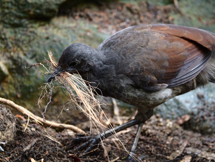 brown bird holds sticks in beak