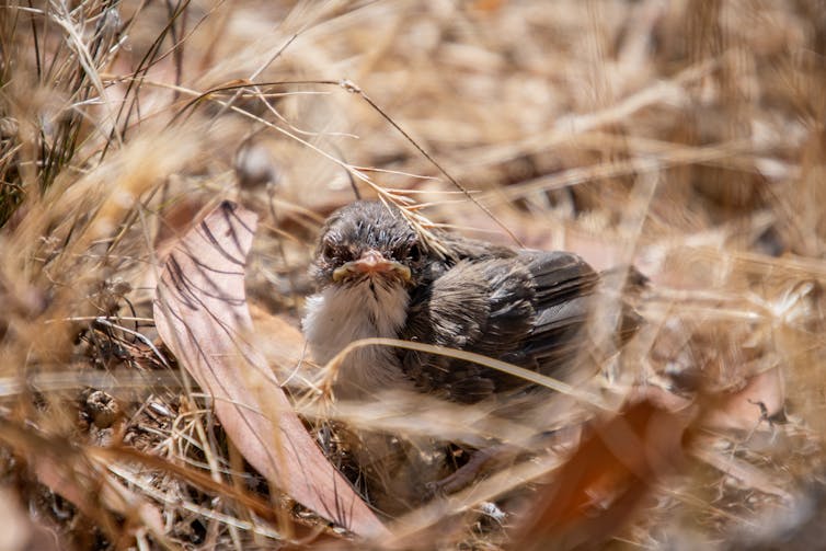 hatchling in nest