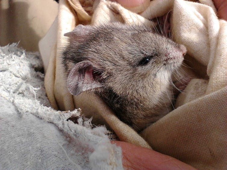An ash-grey mouse wrapped up, with its head peaking out