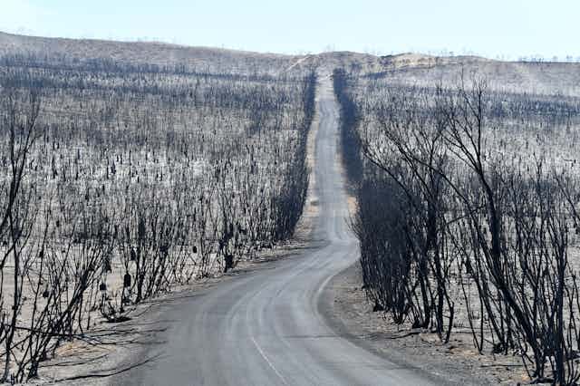 road leading through burnt landscape